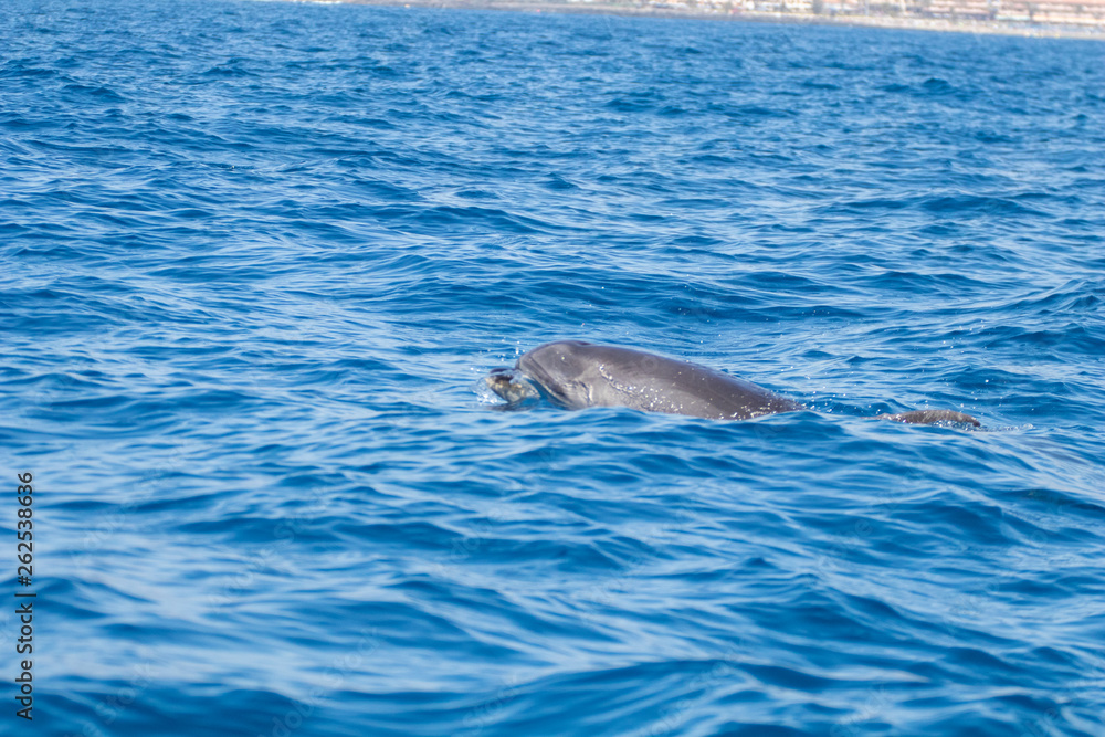 Obraz premium whale watching in Tenerife, open sea and nature activities in the marine park. Cetacean sighting..Dolphin in the open sea among the waves