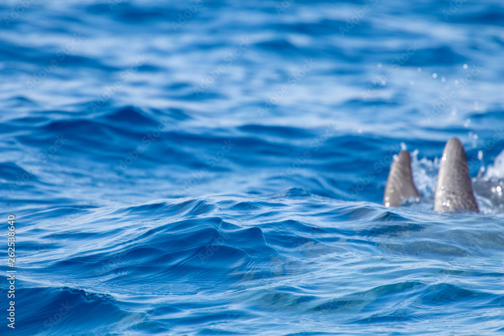 Fototapeta premium whale watching in Tenerife, open sea and nature activities in the marine park. Cetacean sighting..Dolphin in the open sea among the waves