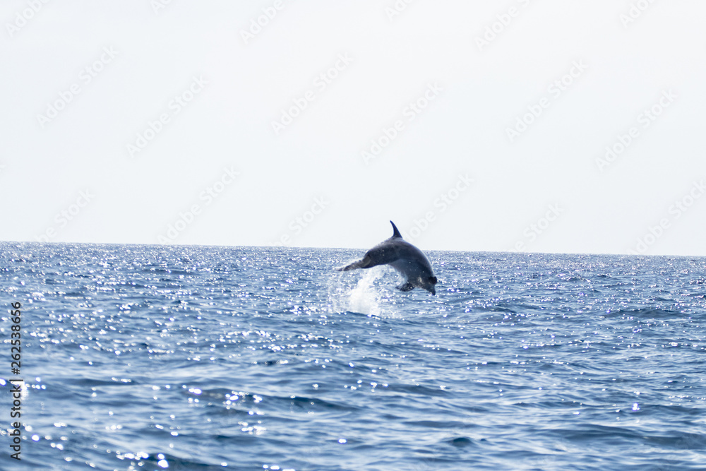 Naklejka premium whale watching in Tenerife, open sea and nature activities in the marine park. Cetacean sighting..Dolphin in the open sea among the waves