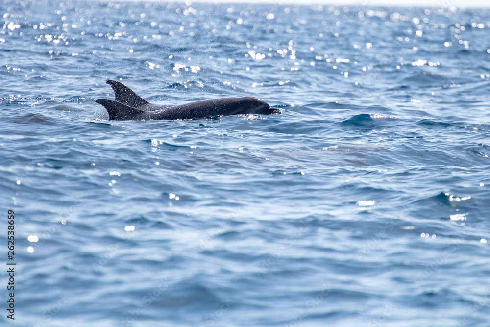 Naklejka premium whale watching in Tenerife, open sea and nature activities in the marine park. Cetacean sighting..Dolphin in the open sea among the waves