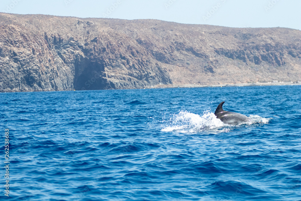 whale watching in Tenerife, open sea and nature activities in the marine park. Cetacean sighting..Dolphin in the open sea among the waves whale watching in Tenerife, open sea and nature activities in the marine park. Cetacean sighting..Dolphin in the open sea among the waves