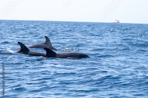 whale watching in Tenerife  open sea and nature activities in the marine park. Cetacean sighting..Pilot whales in the open sea among the waves