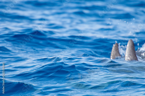 Wallpaper Mural whale watching in Tenerife, open sea and nature activities in the marine park. Cetacean sighting..Dolphin in the open sea among the waves Torontodigital.ca