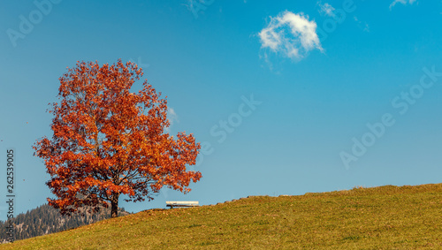 Majestic landscape with autumn tree in Meadow