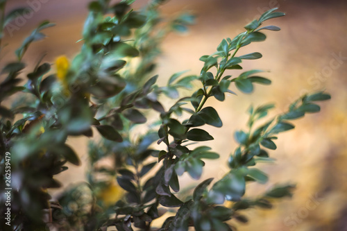 Boxwood branch on the background  evergreen shrub