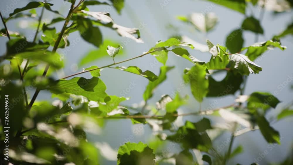 Sunlight of green tree leaves Sunlight of green tree leaves