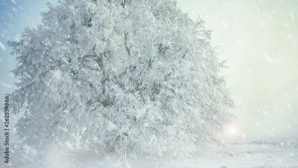 frozen tree at winter meadow land with falling snow and sunlight on horizon frozen tree at winter meadow land with falling snow and sunlight on horizon