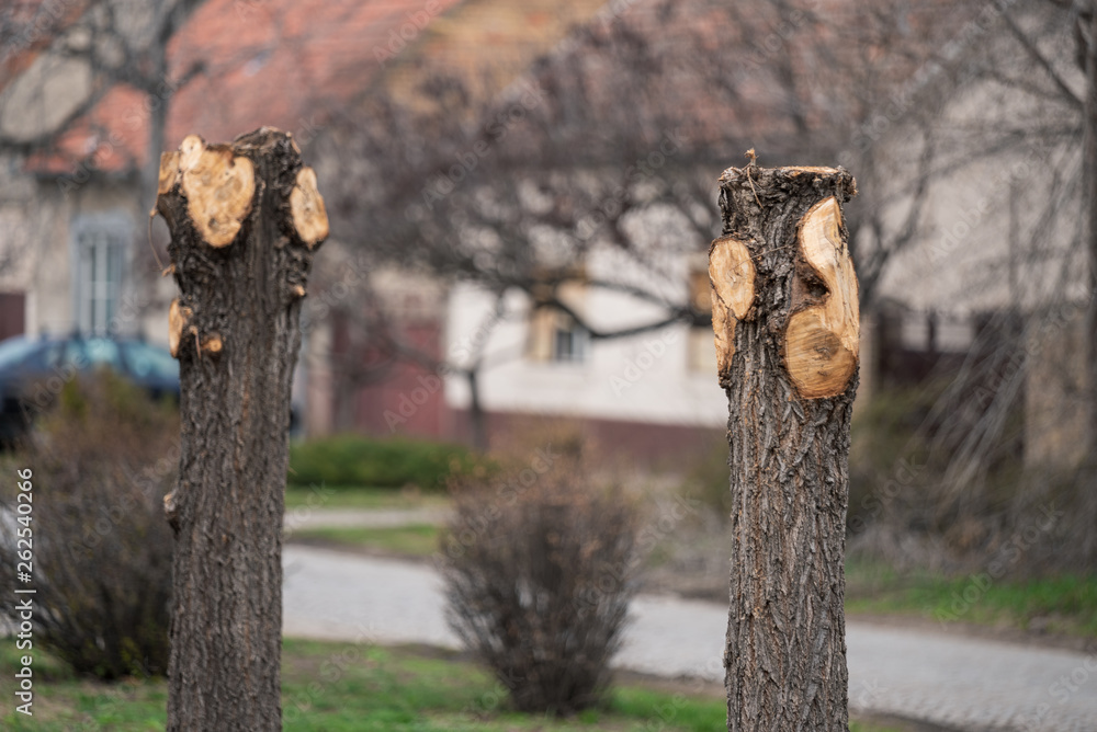 Obraz premium trees without branches and crown