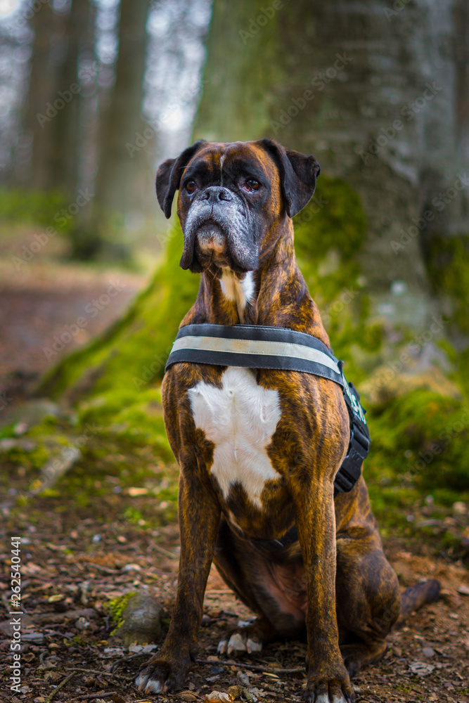 Boxer Hund mit Geschirr sitz geduldig im Wald vor einem Baum und wartet auf  Befehle Stock Photo | Adobe Stock