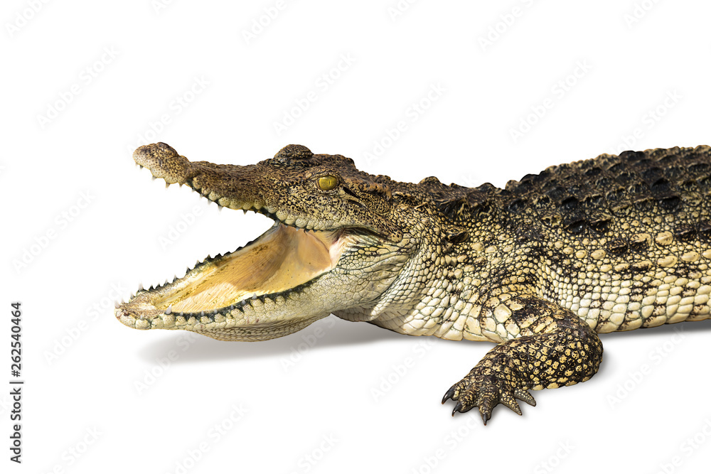 Obraz premium Crocodiles isolated on white background