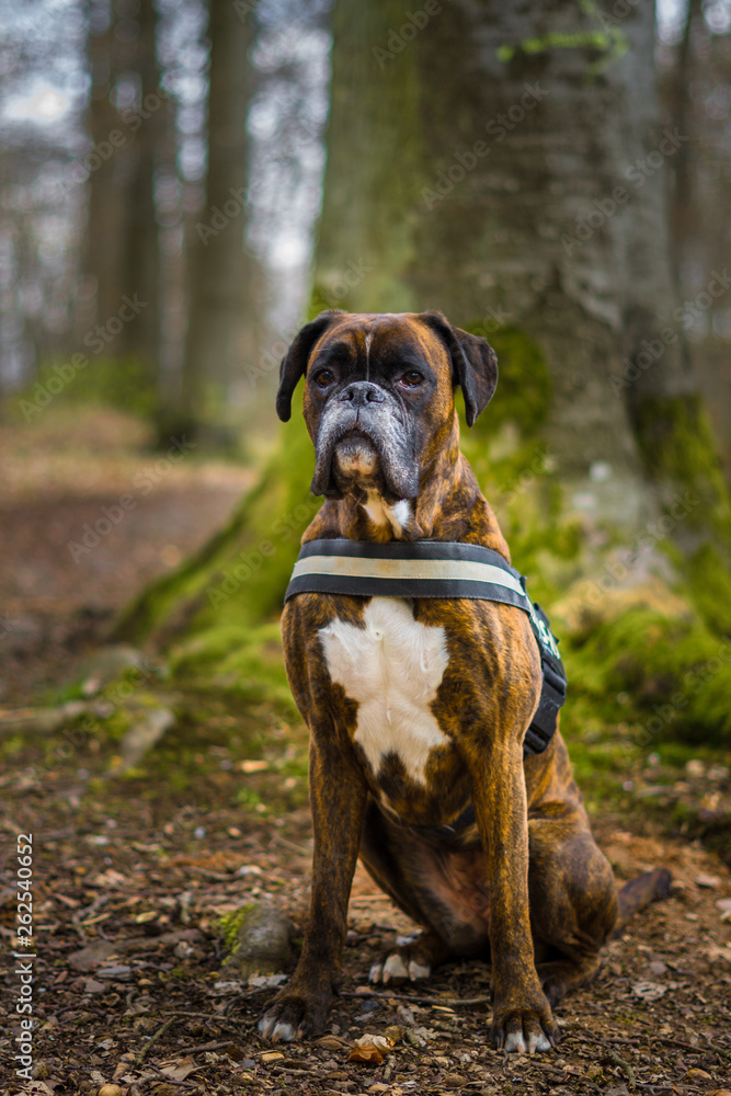 Boxer Hund mit Geschirr sitz geduldig im Wald vor einem Baum und wartet auf Befehle