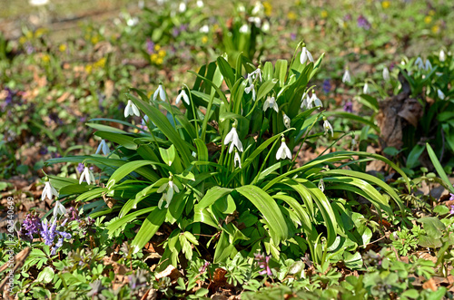 Spring. Galanthus elwesii  Elwes s snowdrop  greater snowdrop   one of number of species of genus Galanthus  herbaceous  perennial  bulbous plants belonging to family Amaryllidaceae