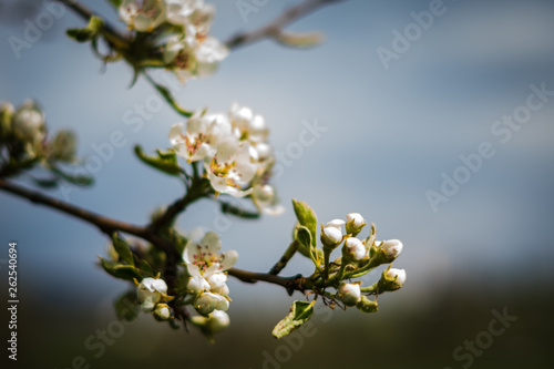 Blüten im Frühling an einem Baum