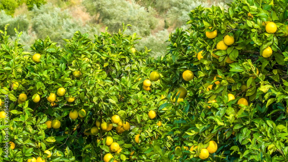15960_Closer_look_of_the_orange_fruit_on_the_tree.jpg 15960_Closer_look_of_the_orange_fruit_on_the_tree.jpg