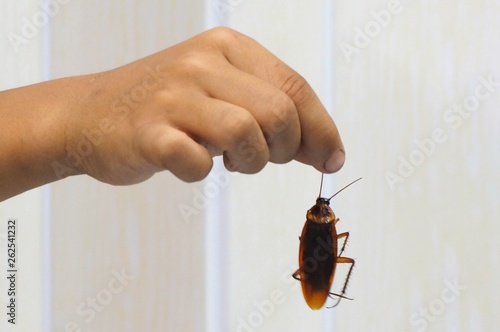 hand holding a cockroach