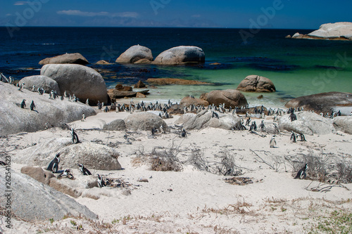 african penguin cape town waterfront parks and reserves of south africa