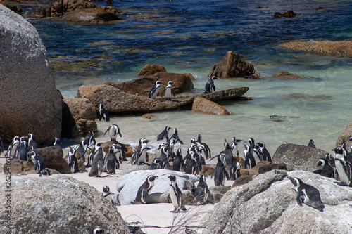 african penguin parks and reserves of south africa