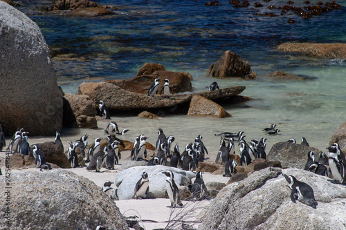african penguin parks and reserves of south africa