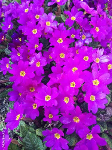 primule flower purple