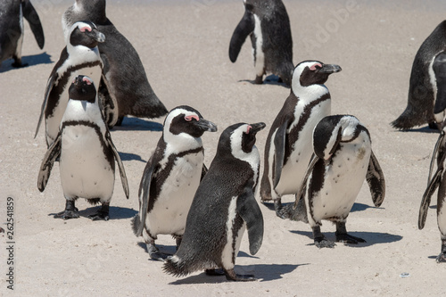 african penguin cape town waterfront parks and reserves of south africa