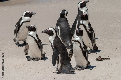 african penguin cape town waterfront parks and reserves of south africa