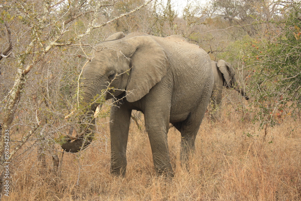 Éléphant Kruger National Park Afrique du Sud