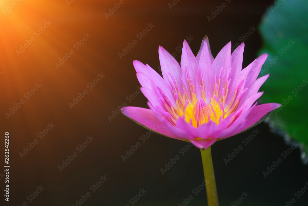Beautiful lotus flower on the surface of water. Beautiful lotus flower on the surface of water.