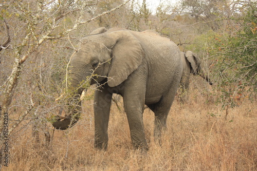   l  phant Kruger National Park Afrique du Sud