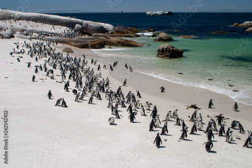 african penguin parks and reserves of south africa