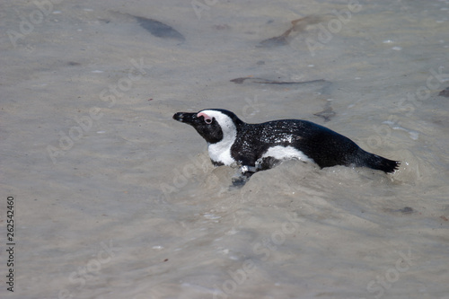 african penguin cape town waterfront parks and reserves of south africa