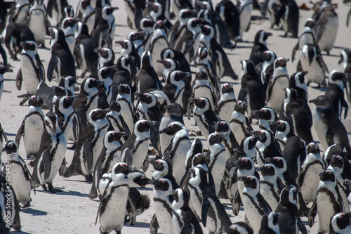 african penguin cape town waterfront parks and reserves of south africa