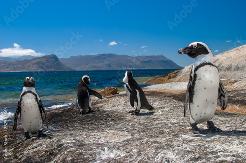 african penguin parks and reserves of south africa