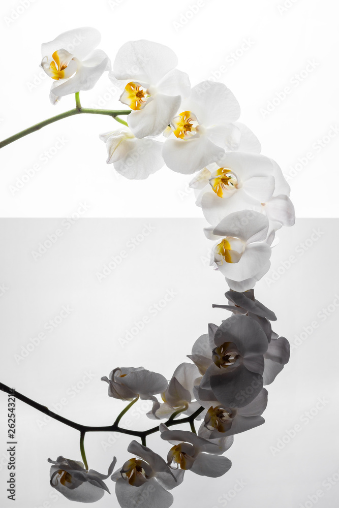 Kwiaty białego storczyka odbijające się w podłożu. Gałązka orchidei na białym tle. - obrazy, fototapety, plakaty 