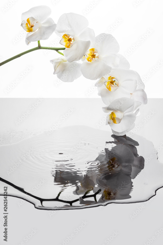 Białe kwiaty orchidei odbijające eis w pofalowanej kałuży. Storczyk i krople w padające do wody. - obrazy, fototapety, plakaty 
