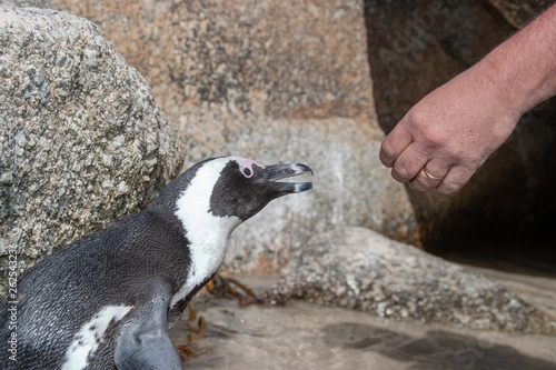 african penguin cape town waterfront parks and reserves of south africa