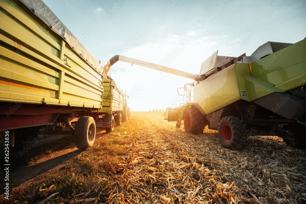 Fototapeta premium Harvest
