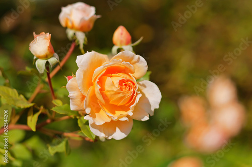 Yellow rose with an orange tint in garden. Rose branch with buds on a blurred background.