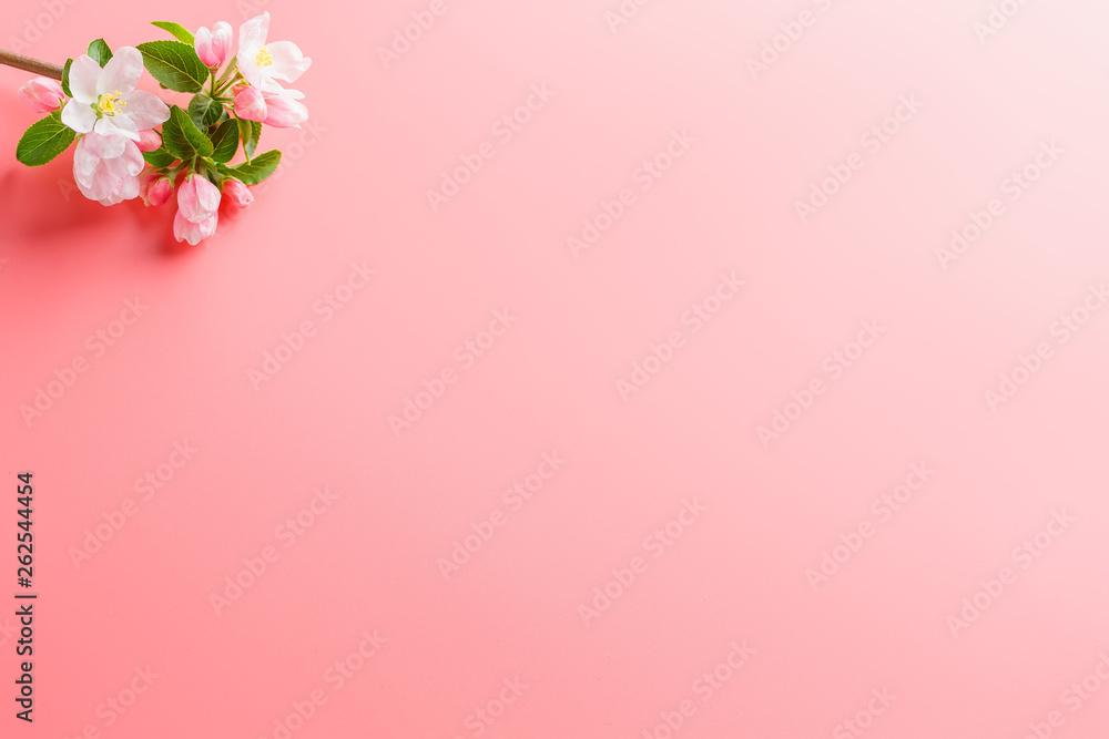 Sakura blooming, spring flowers on a pink background with space for a greeting message. The concept of spring and mother's day. Beautiful delicate pink cherry flowers in springtime Sakura blooming, spring flowers on a pink background with space for a greeting message. The concept of spring and mother's day. Beautiful delicate pink cherry flowers in springtime