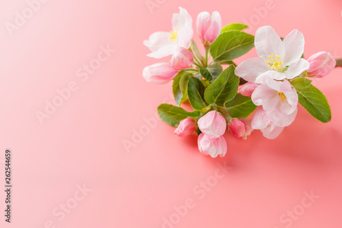 Sakura blooming  spring flowers on a pink background with space for a greeting message. The concept of spring and mother s day. Beautiful delicate pink cherry flowers in springtime