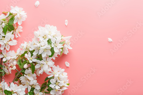 Fototapeta Naklejka Na Ścianę i Meble -  Sakura blooming, spring flowers on a pink background with space for a greeting message. The concept of spring and mother's day. Beautiful delicate pink cherry flowers in springtime