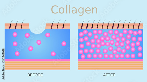 Collagen ,skin vector