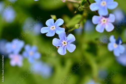 Two small blue flowers in macro