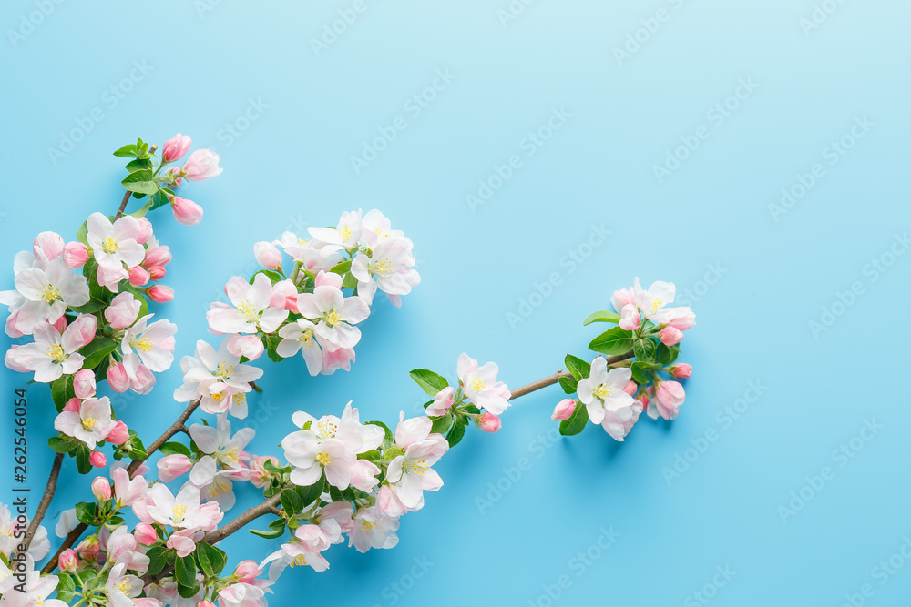 Blooming spring sakura on a blue background with space for a greeting message. The concept of spring and mother's day. Beautiful delicate pink cherry flowers in springtime Blooming spring sakura on a blue background with space for a greeting message. The concept of spring and mother's day. Beautiful delicate pink cherry flowers in springtime