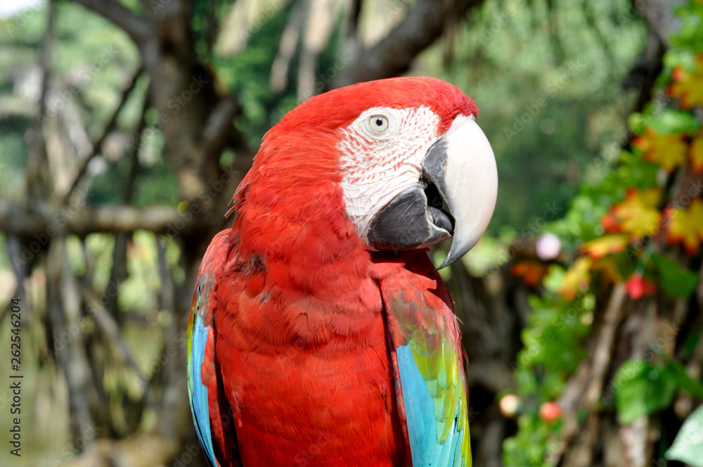 Obraz premium macaw parrot