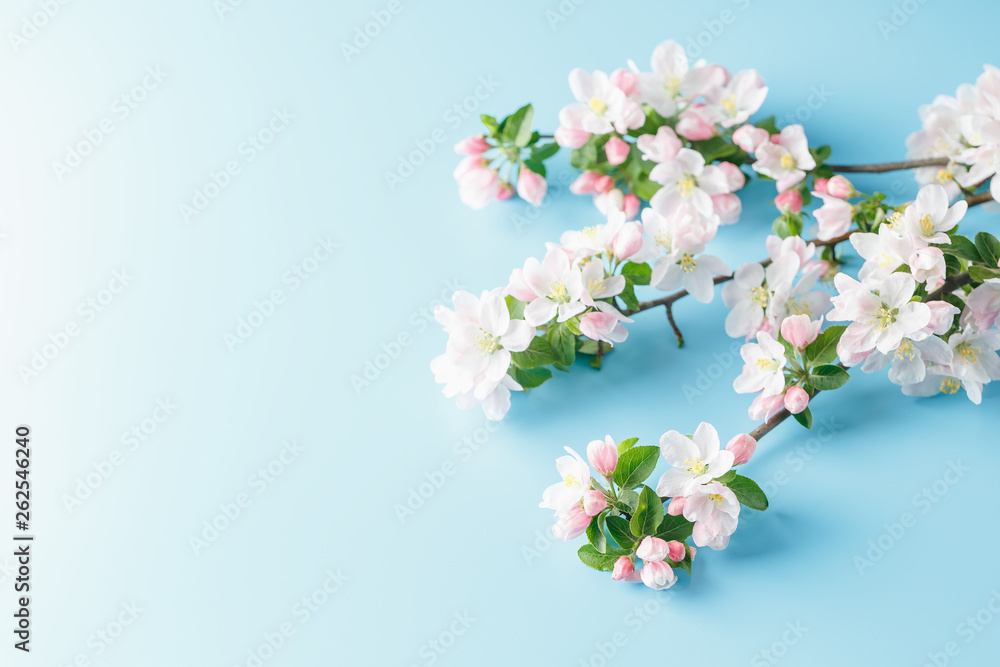 Blooming spring sakura on a blue background with space for a greeting message. The concept of spring and mother's day. Beautiful delicate pink cherry flowers in springtime Blooming spring sakura on a blue background with space for a greeting message. The concept of spring and mother's day. Beautiful delicate pink cherry flowers in springtime