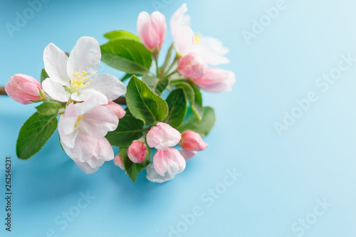 Blooming spring sakura on a blue background with space for a greeting message. The concept of spring and mother s day. Beautiful delicate pink cherry flowers in springtime
