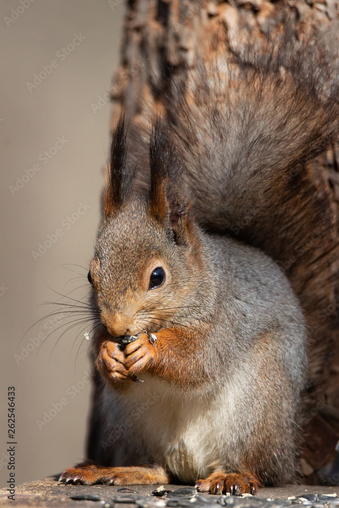Obraz premium Squirrel in the autumn park