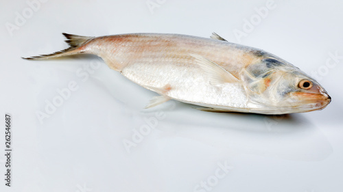 Tenualosa ilisha  hilsa herring terbuk fish on white background photo