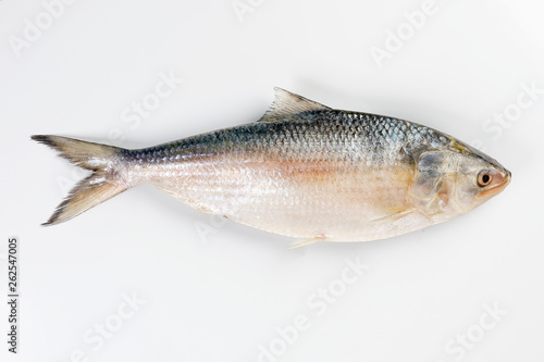 Tenualosa ilisha hilsa herring terbuk fish on white background