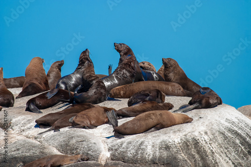 seal island cape town parks and reserves of south africa